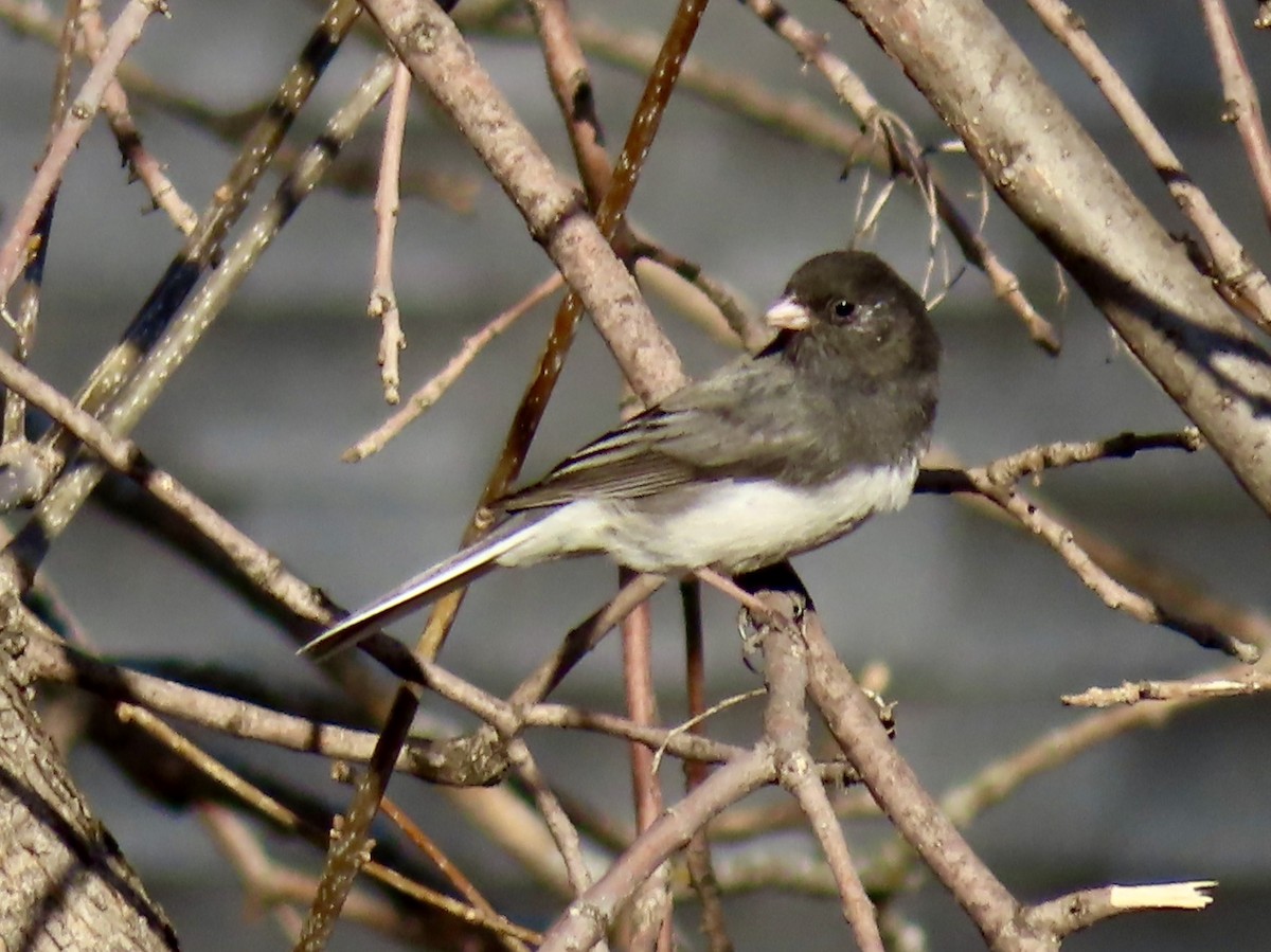 Dark-eyed Junco - ML333877121