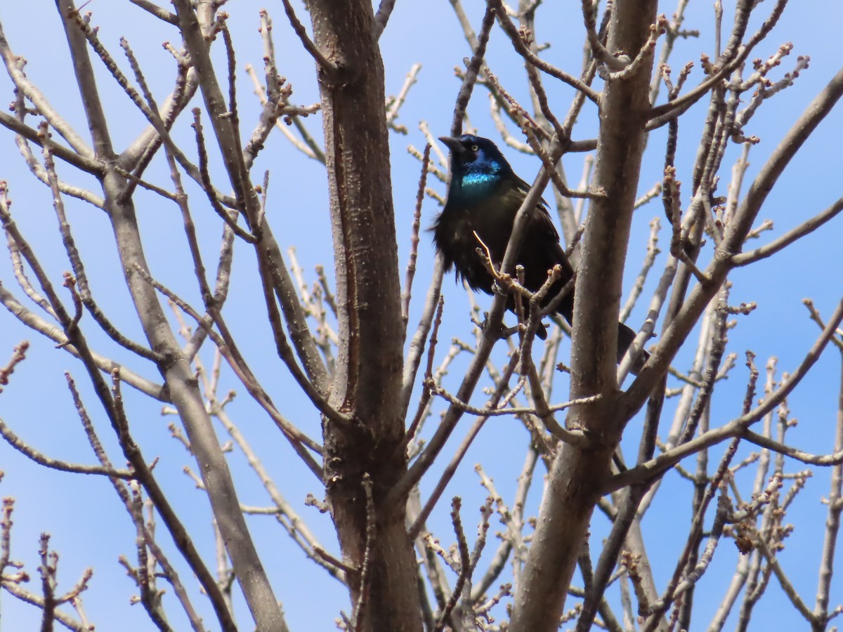 Common Grackle - ML333877661