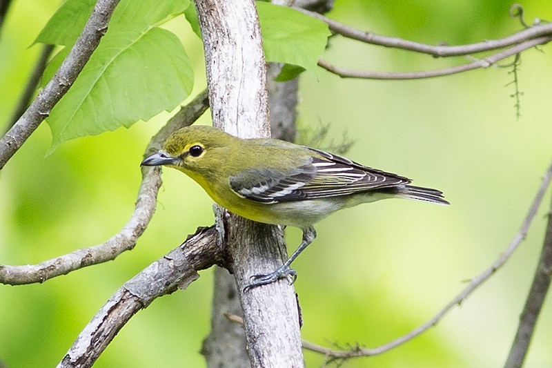 Yellow-throated Vireo - Martin Wall