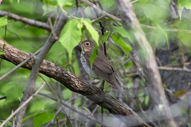 Swainson's Thrush - Martin Wall