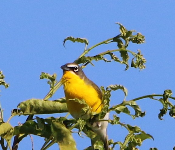 Yellow-breasted Chat - ML333880481