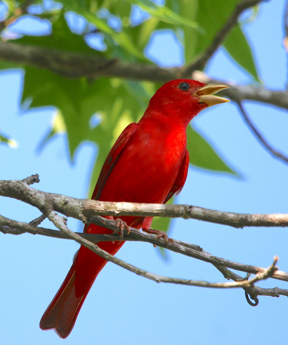 Summer Tanager - ML333880671