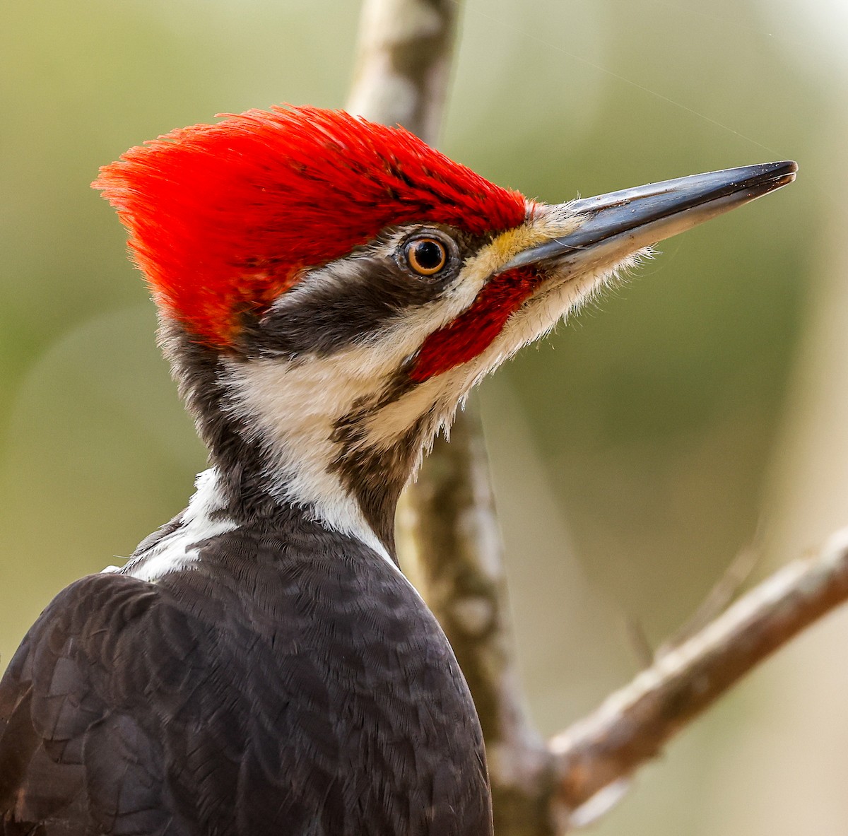 Pileated Woodpecker - ML333880881