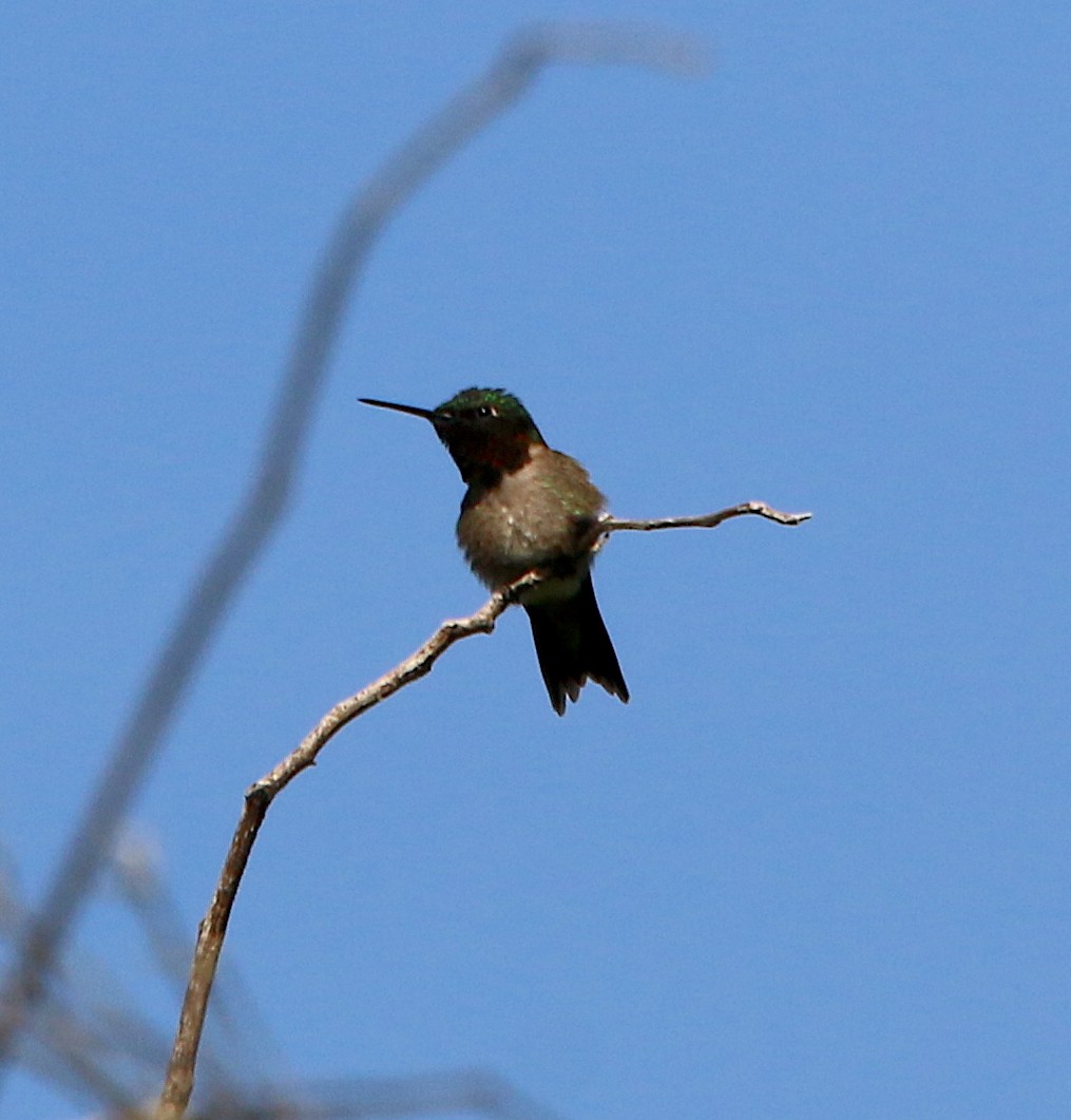 Ruby-throated Hummingbird - ML333881121