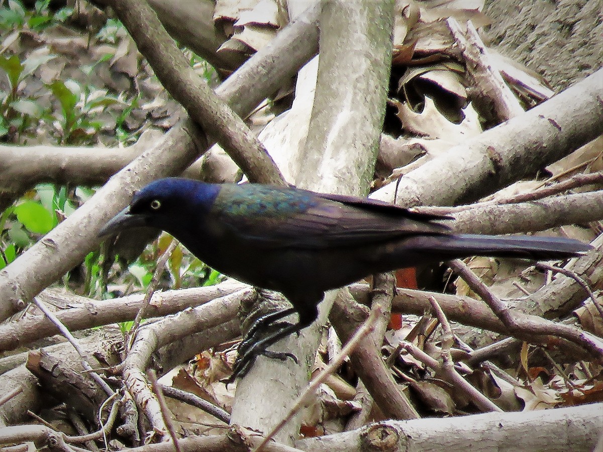 Common Grackle - ML333881231