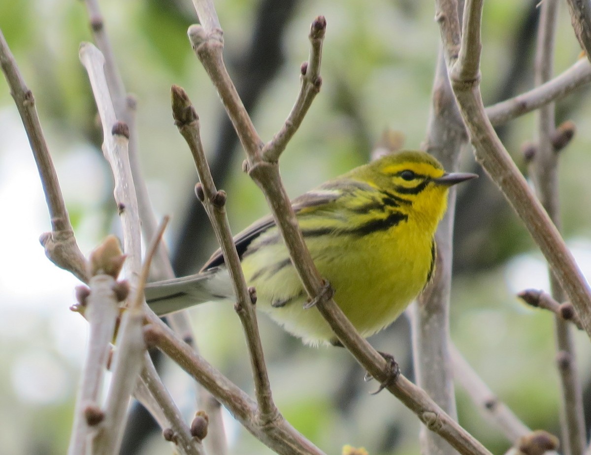 Prairie Warbler - shelley seidman