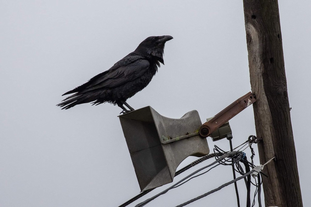 Common Raven - ML333883051