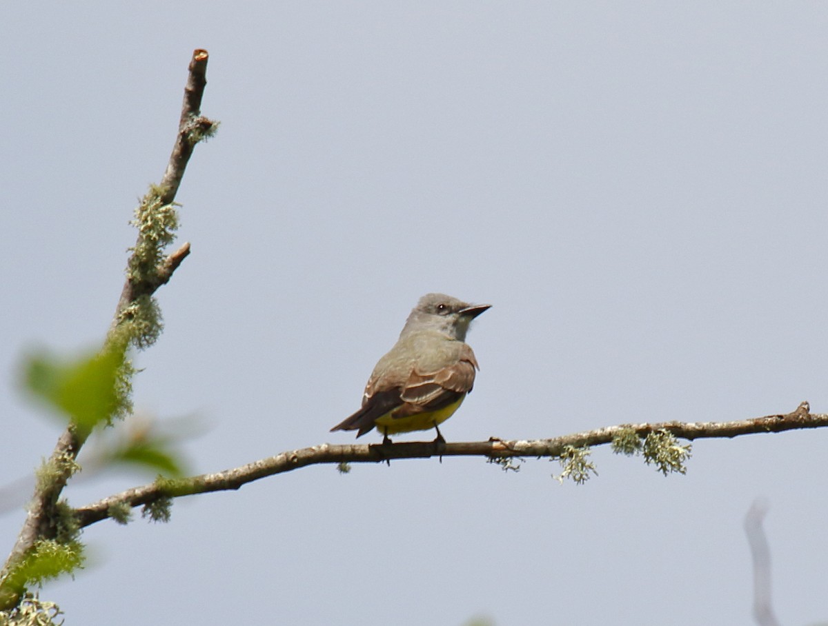 Western Kingbird - ML333883371