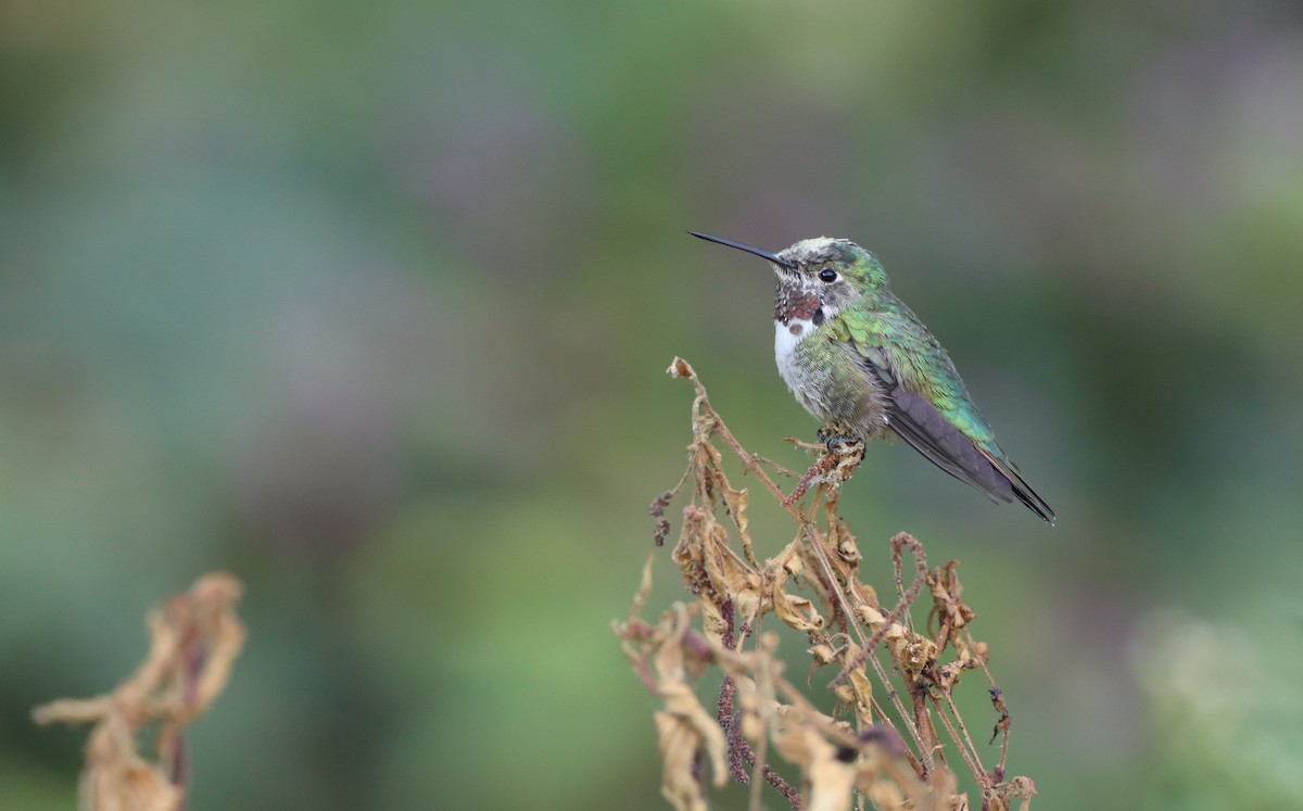 Broad-tailed Hummingbird - ML333886151