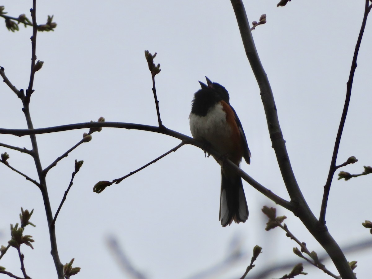 Eastern Towhee - ML333886551