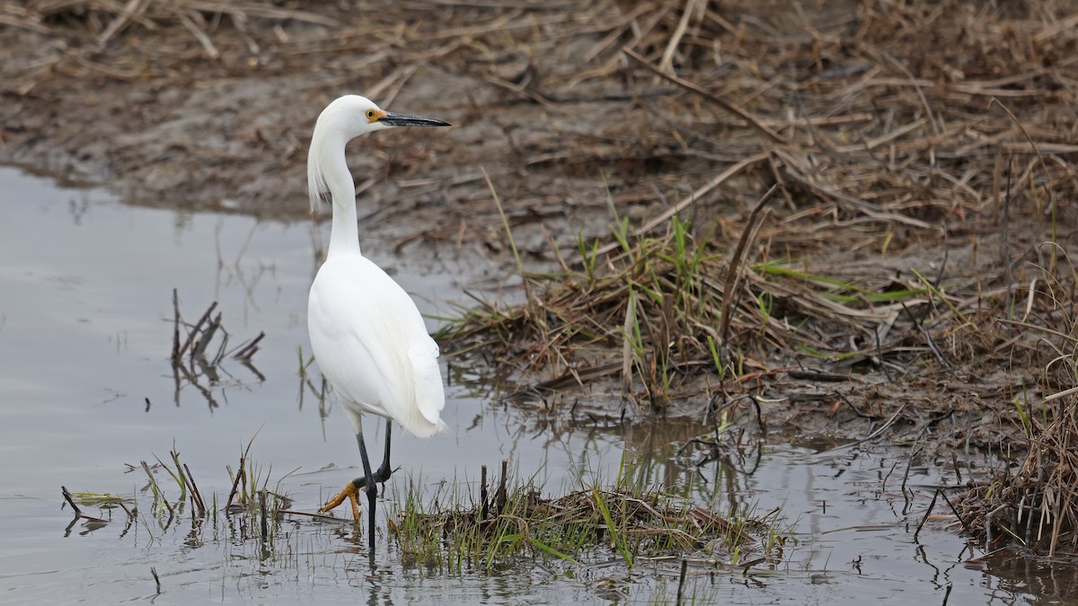 Snowy Egret - ML333890491