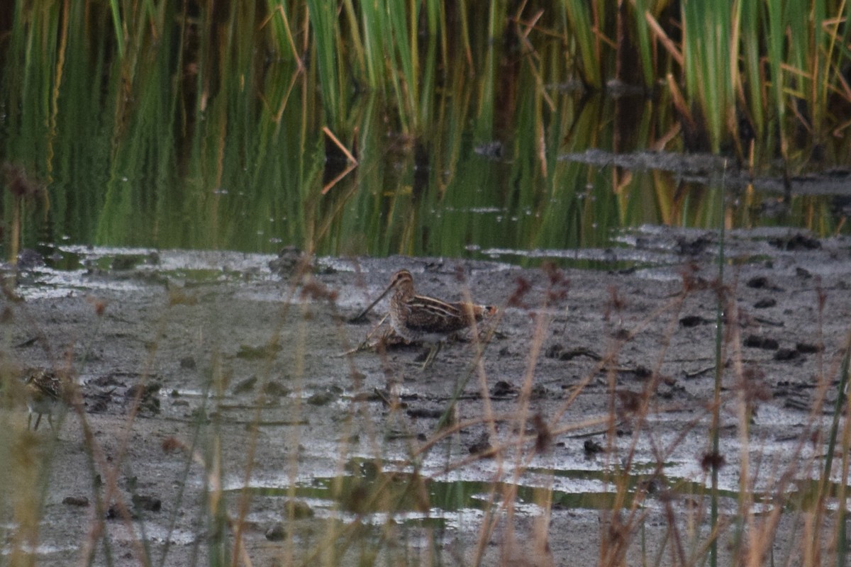 Wilson's Snipe - ML33389111