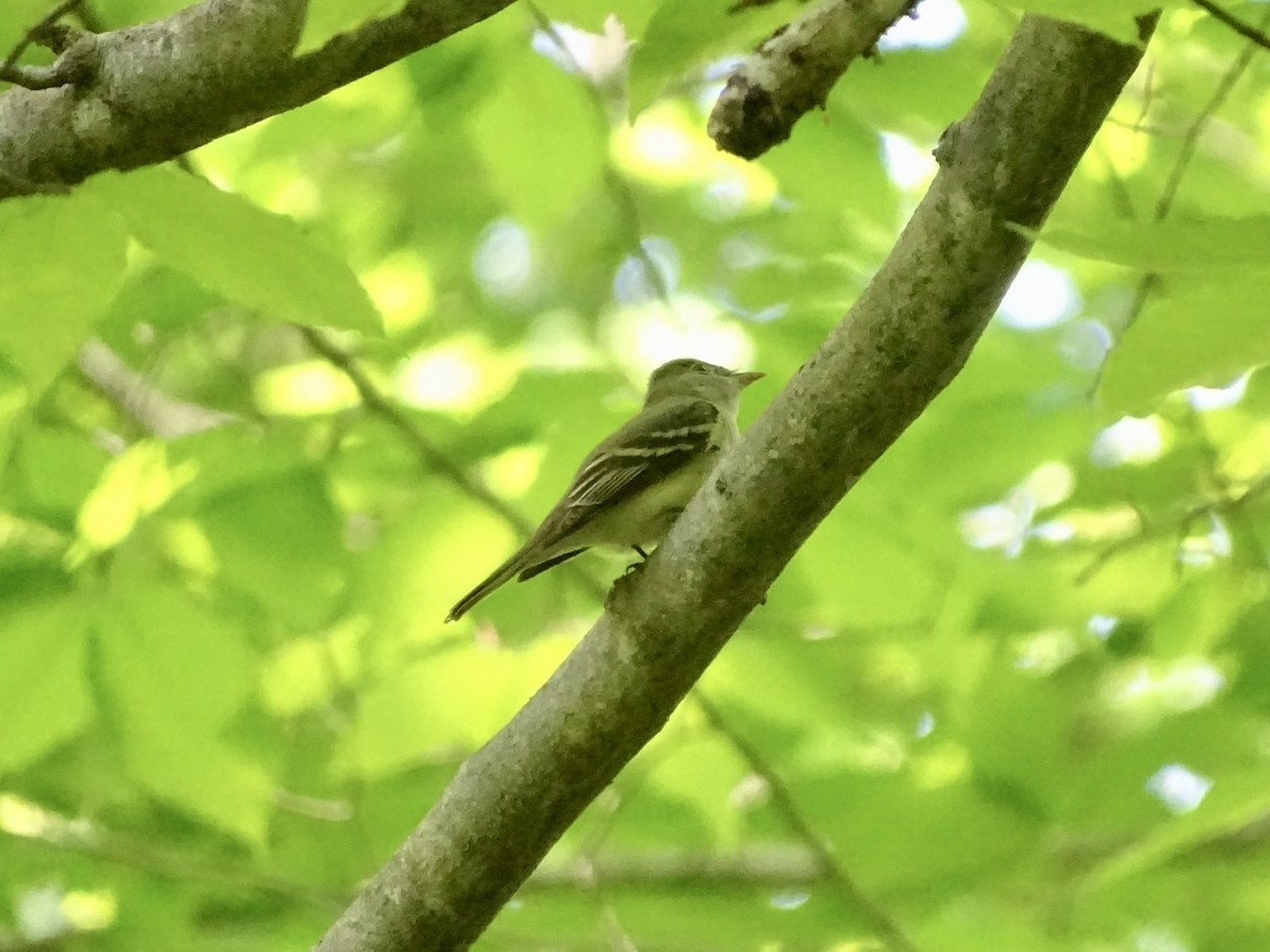 Acadian Flycatcher - ML333893671