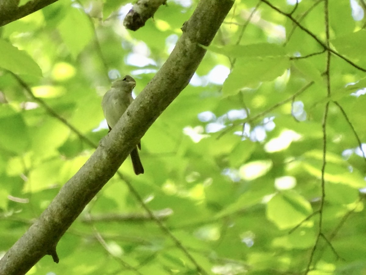 Acadian Flycatcher - ML333894261