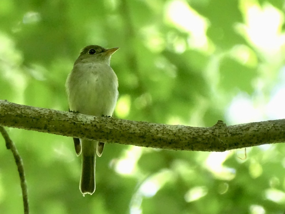 Acadian Flycatcher - ML333894281