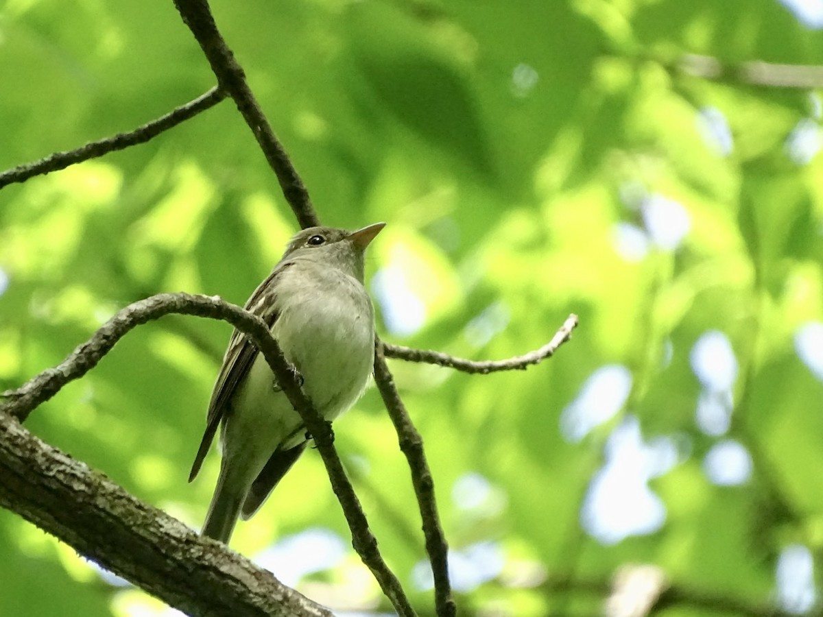 Acadian Flycatcher - ML333894341
