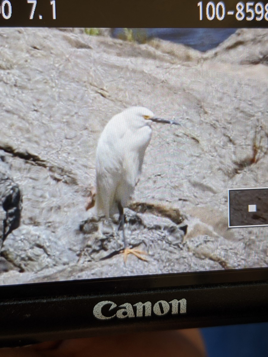 Snowy Egret - ML333894491