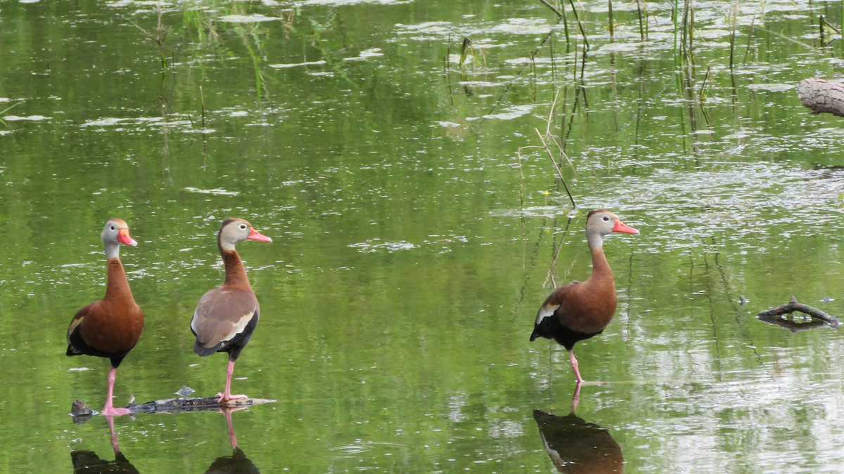 Black-bellied Whistling-Duck - David Kent