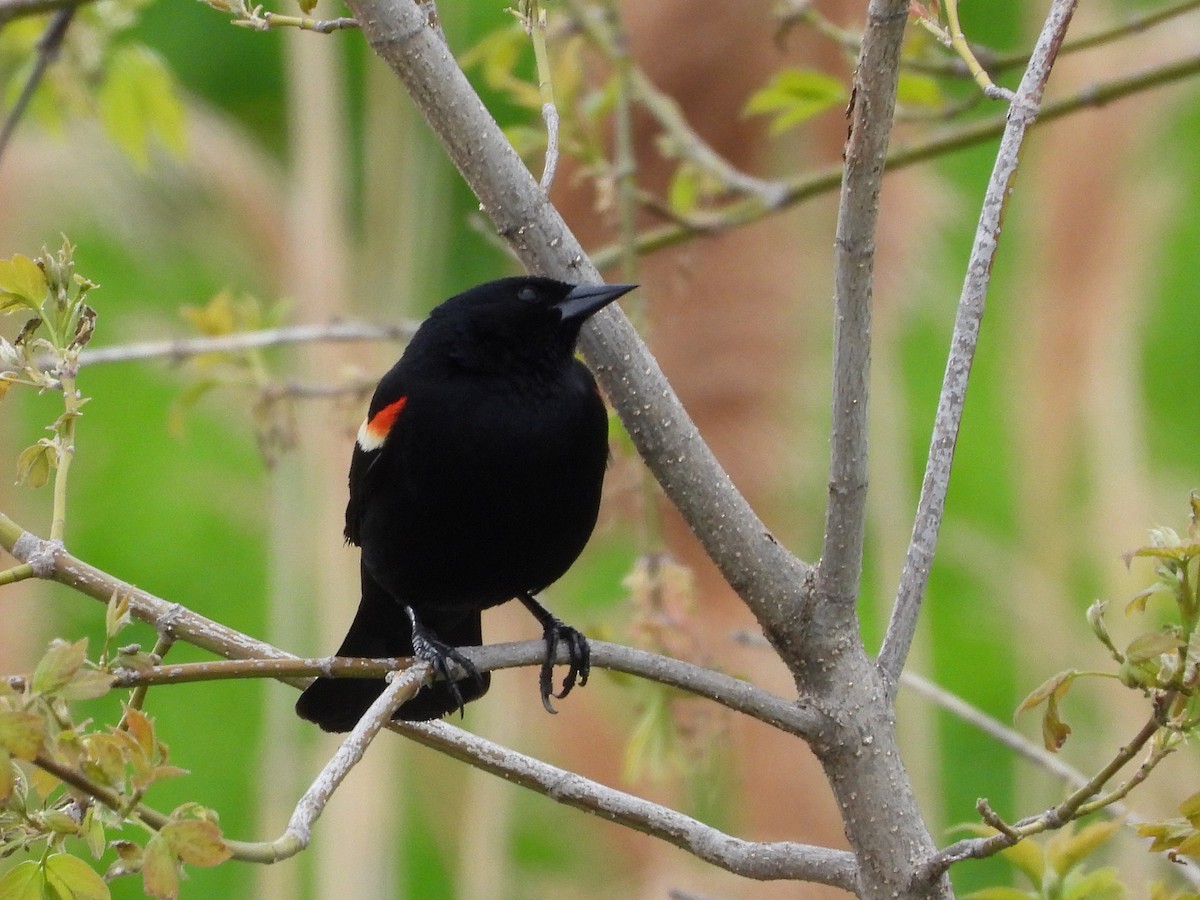 Red-winged Blackbird - Francois Bourret
