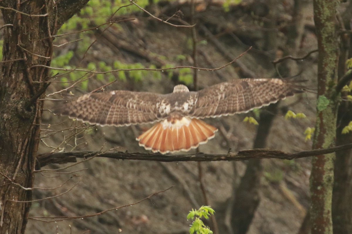 Red-tailed Hawk - ML333896771