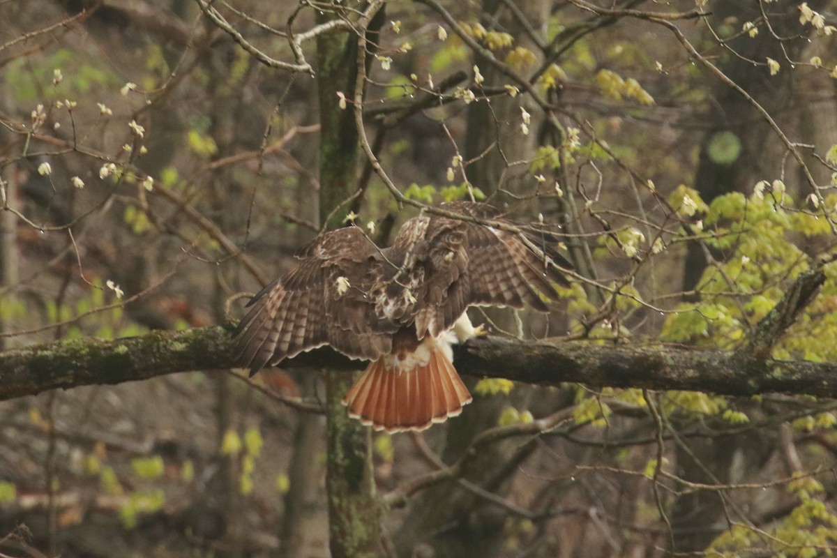 Red-tailed Hawk - ML333896791