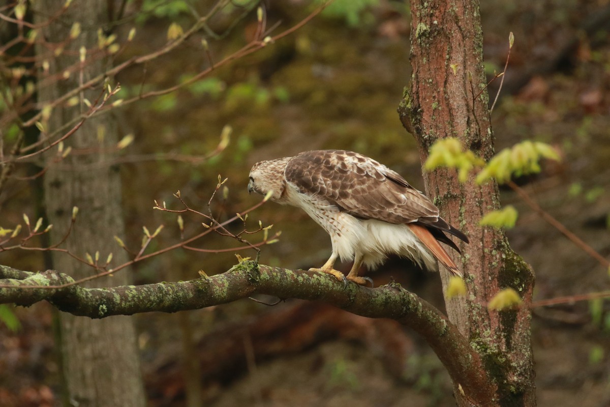 Red-tailed Hawk - ML333896891