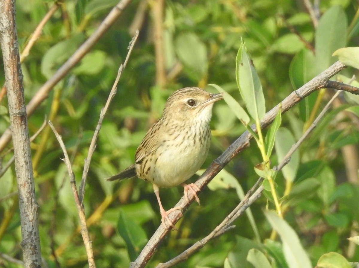 Lanceolated Warbler - ML33389841