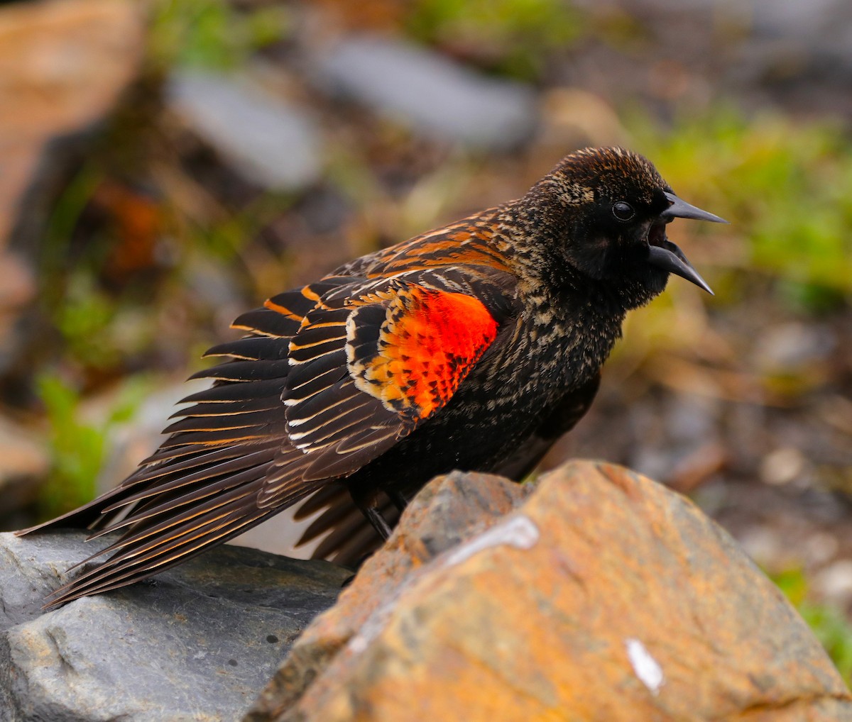 Red-winged Blackbird - ML333900941