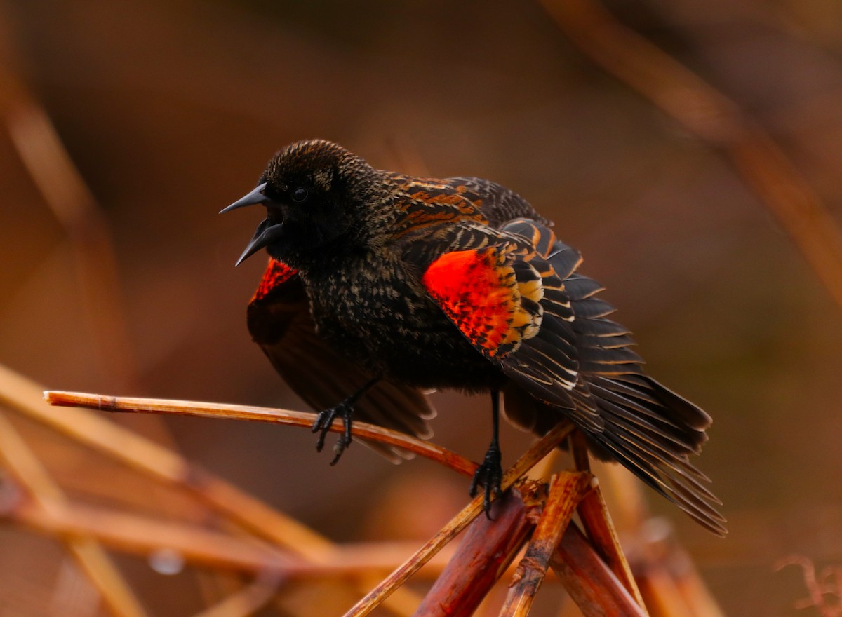 Red-winged Blackbird - ML333901431