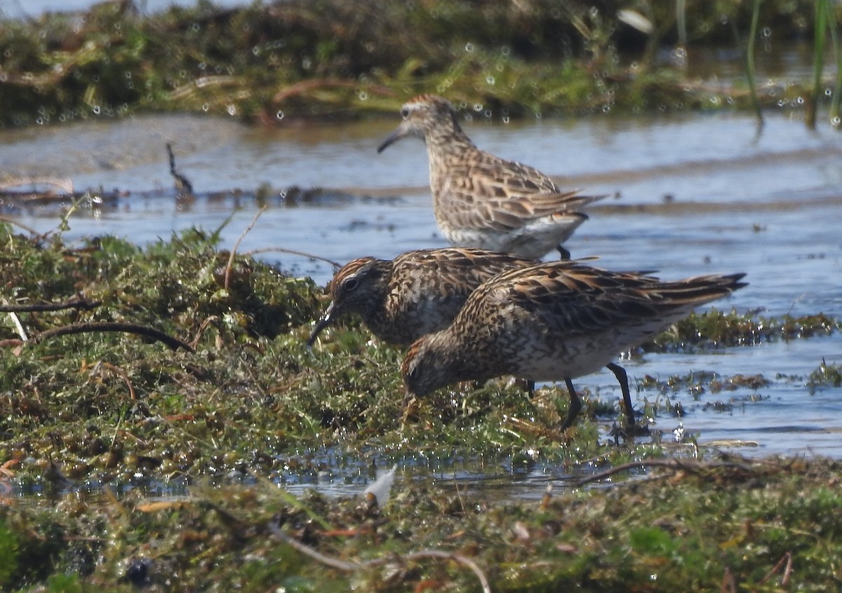 Sharp-tailed Sandpiper - ML33390301