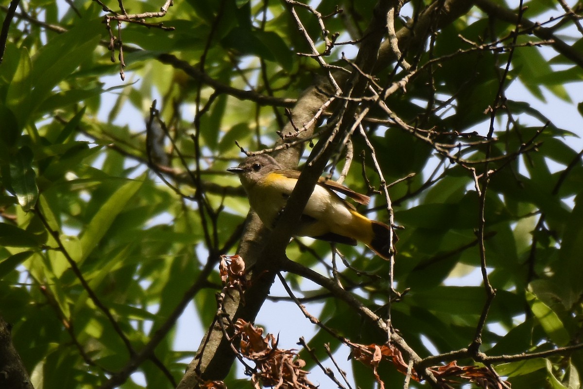 American Redstart - ML333903041