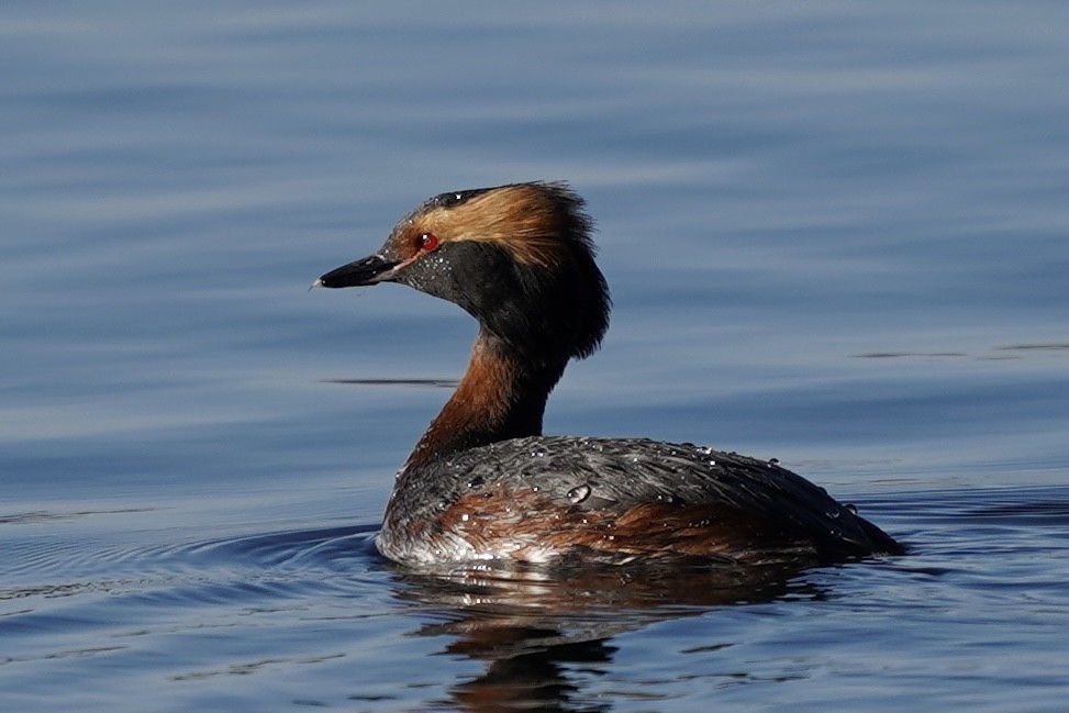 Horned Grebe - ML333903541