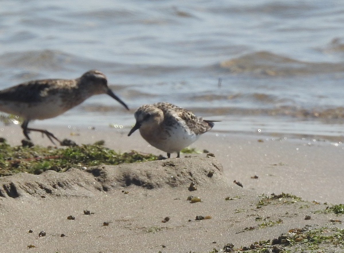 Red-necked Stint - ML33390421