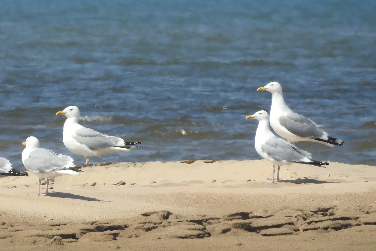 Herring Gull (Mongolian) - ML33390501