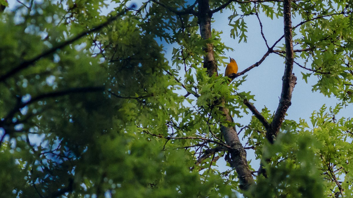 Baltimore Oriole - Todd Kiraly