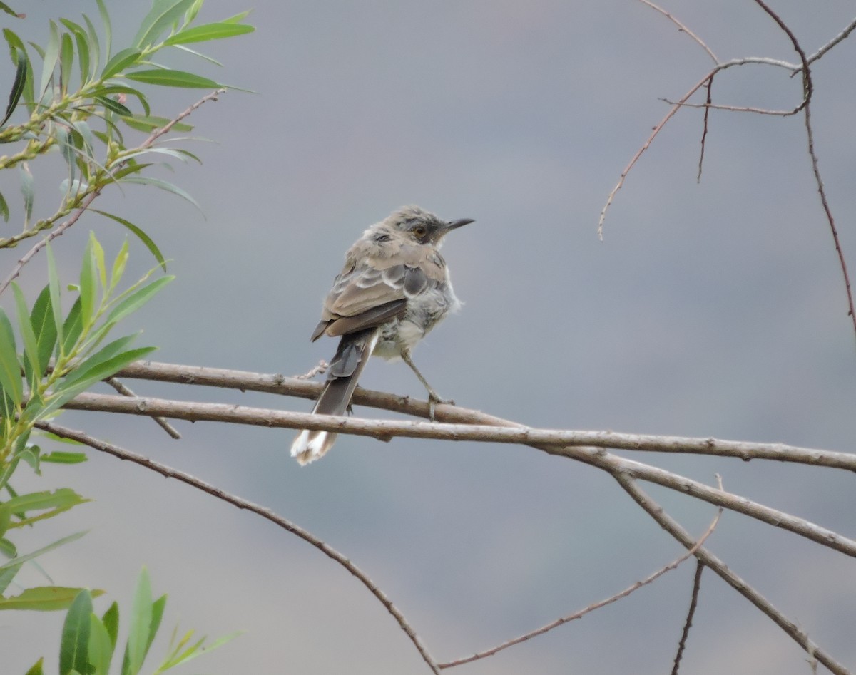 Northern Mockingbird - ML33390541