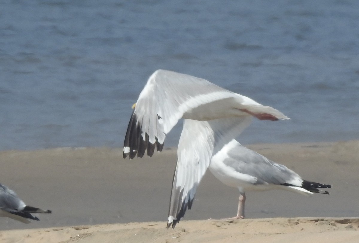 Herring Gull (Mongolian) - ML33390561