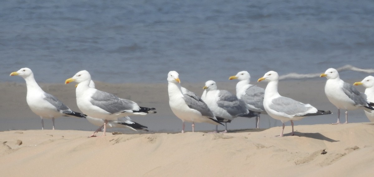 Herring Gull (Mongolian) - ML33390571