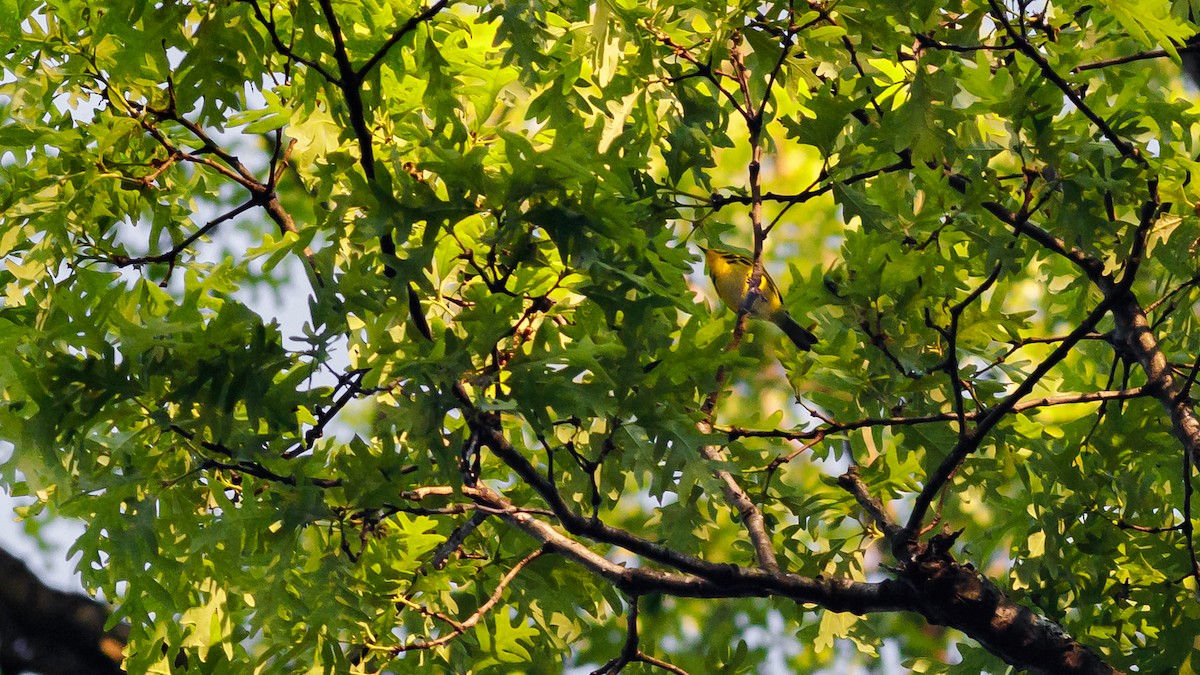 Prairie Warbler - Todd Kiraly