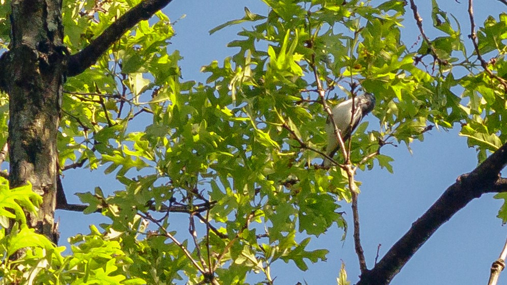 Cerulean Warbler - ML333906611