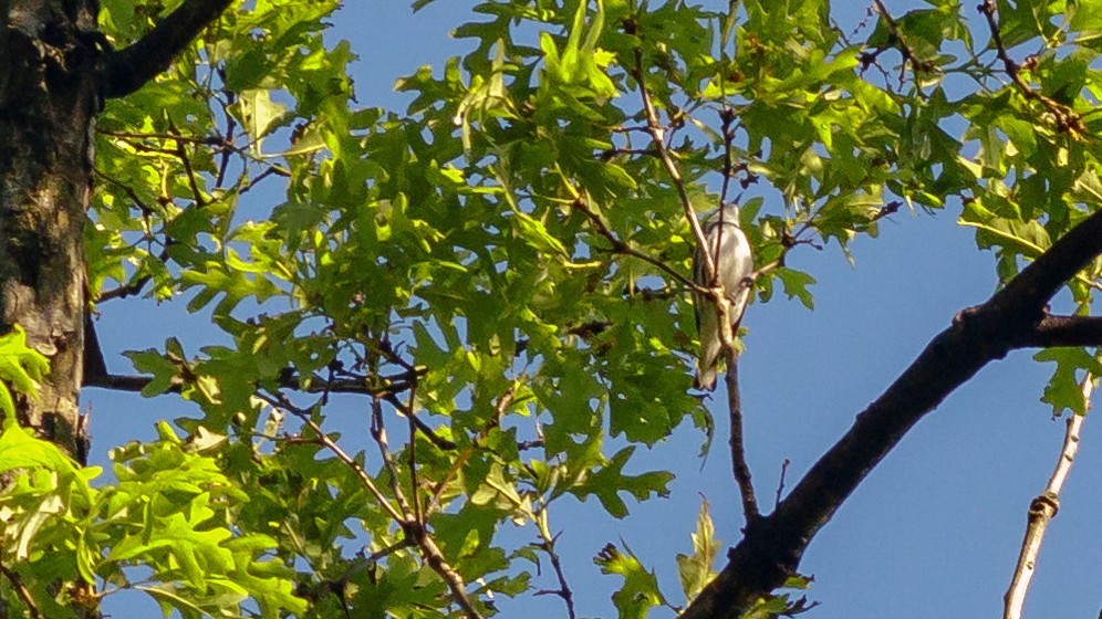 Cerulean Warbler - ML333906621