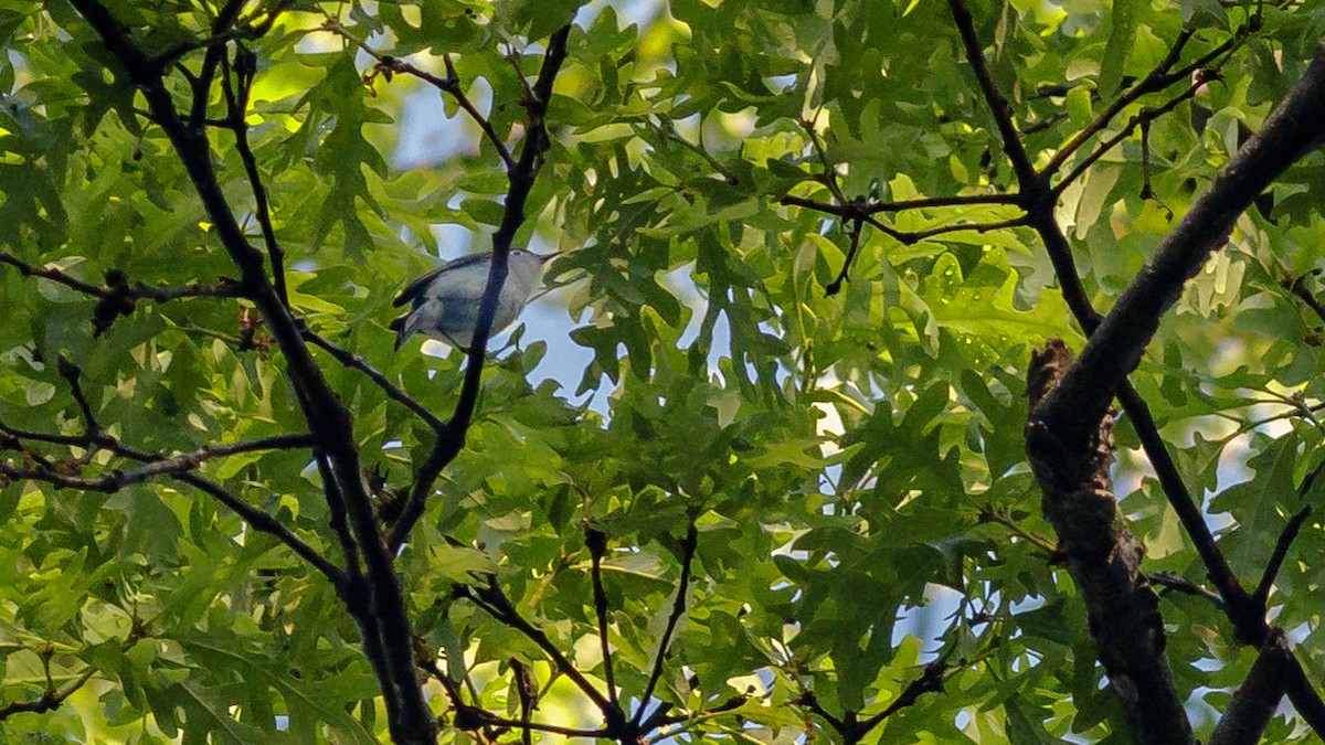 Blue-gray Gnatcatcher - ML333906901