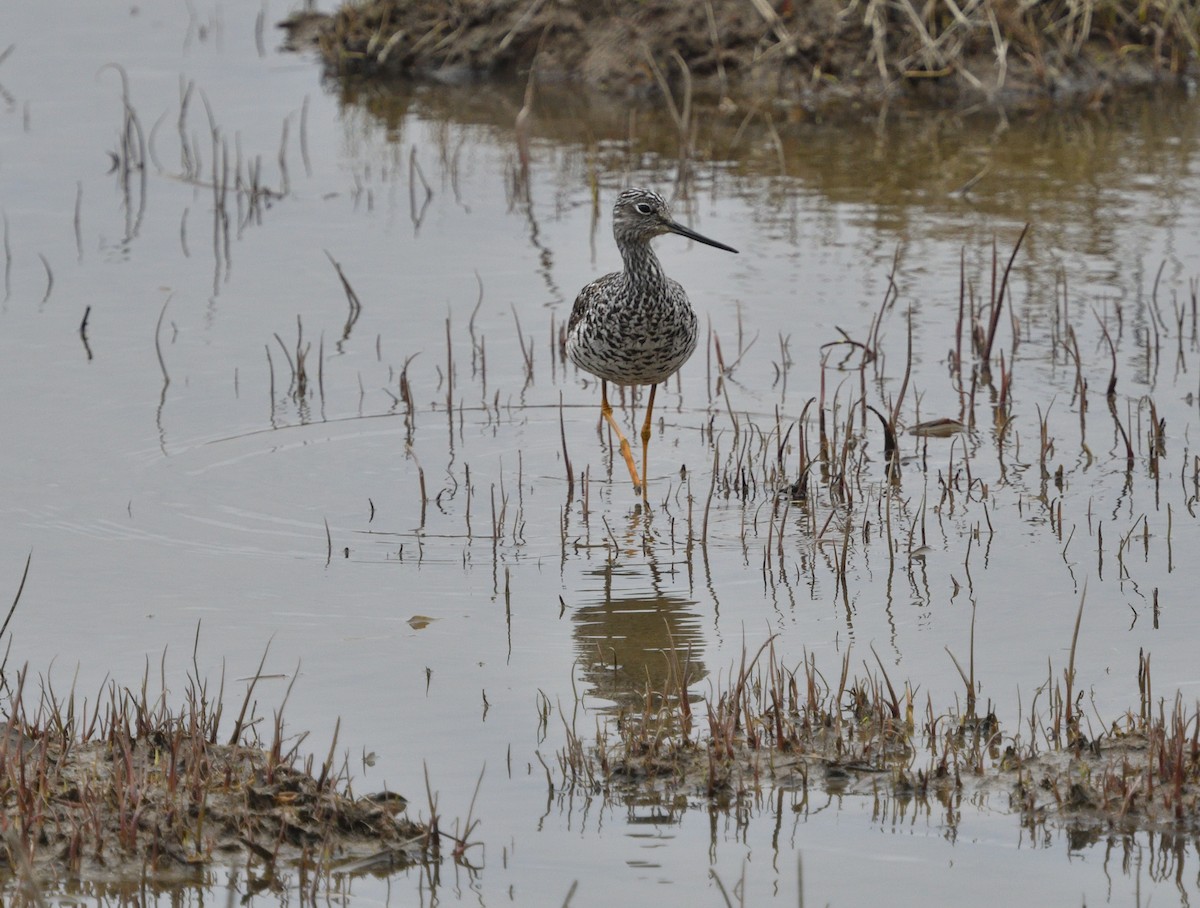 Greater Yellowlegs - Louis Lemay