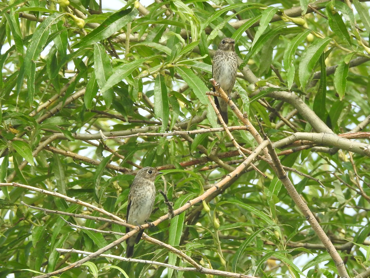 Dark-sided Flycatcher - John Allcock