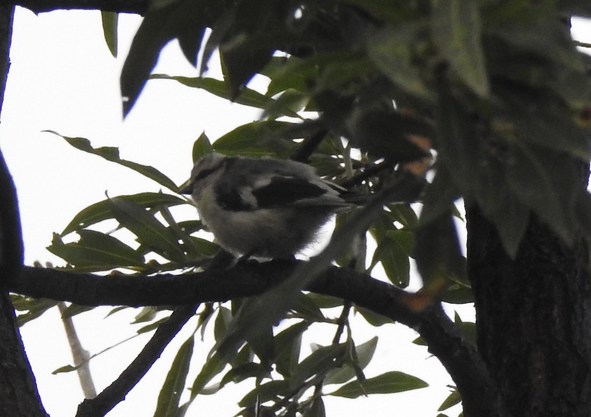 Azure Tit (Azure) - John Allcock