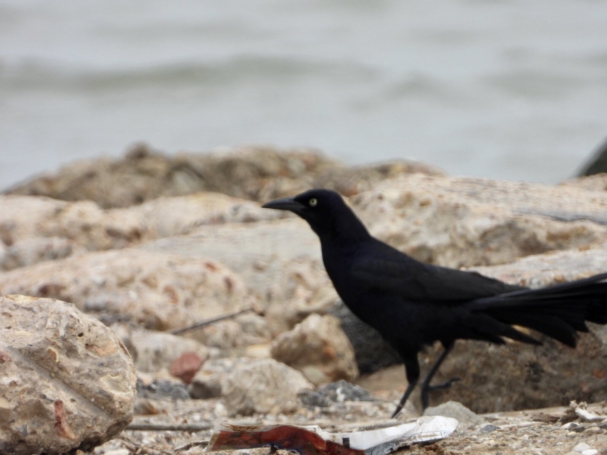 Great-tailed Grackle - ML333911921