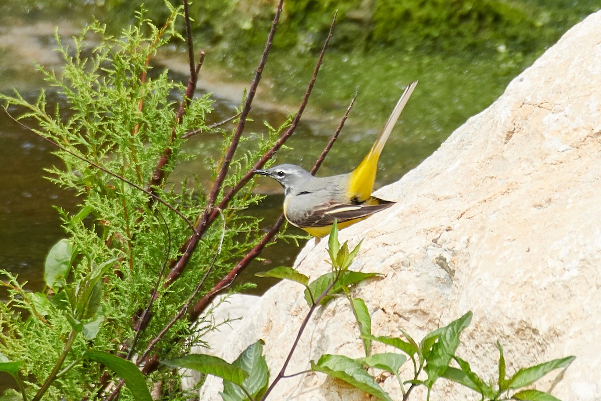 Gray Wagtail - Paulo Fernandez