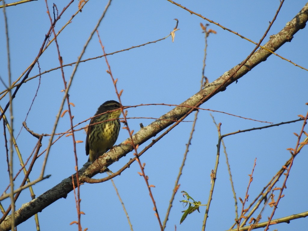 Northern Waterthrush - ML333916351