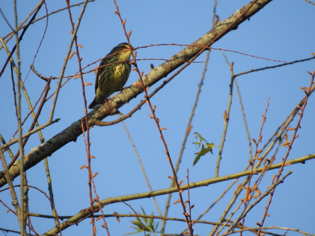 Northern Waterthrush - ML333916401