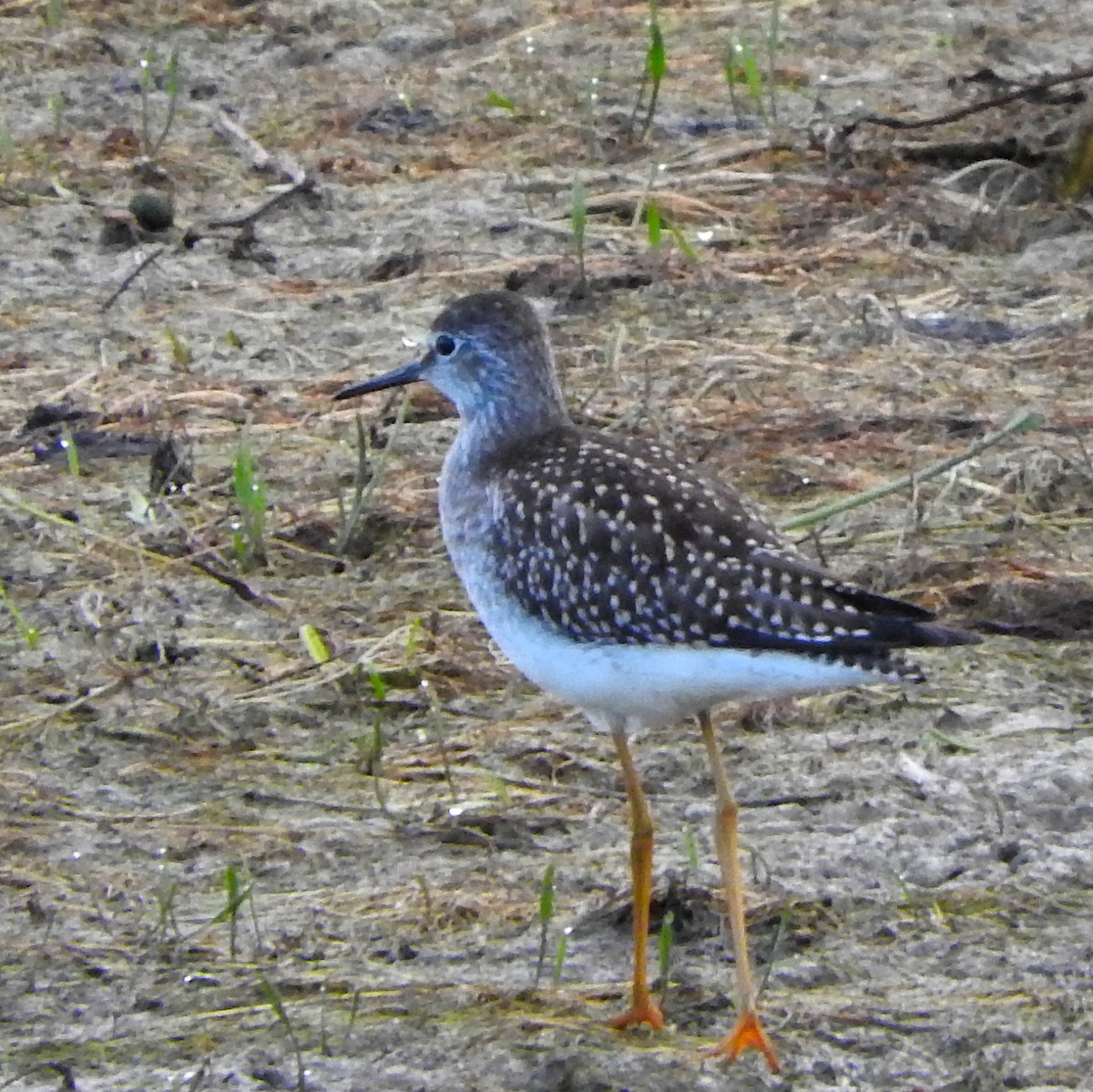 Lesser Yellowlegs - ML33391751